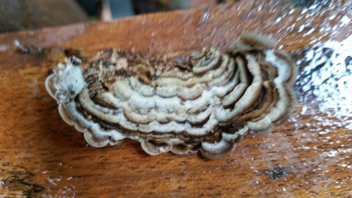 Tripe Fungus