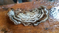 Auricularia mesenterica