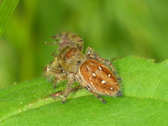 Phidippus clarus