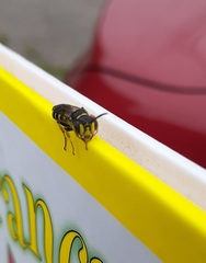 Aphilanthops frigidus