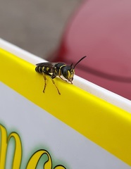 Aphilanthops frigidus