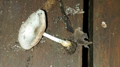 Volvariella taylorii