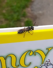 Aphilanthops frigidus