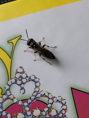 Aphilanthops frigidus