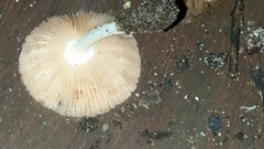 Volvariella taylorii