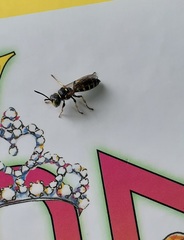 Aphilanthops frigidus