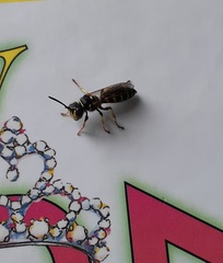 Aphilanthops frigidus