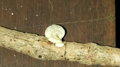 Trametes modesta