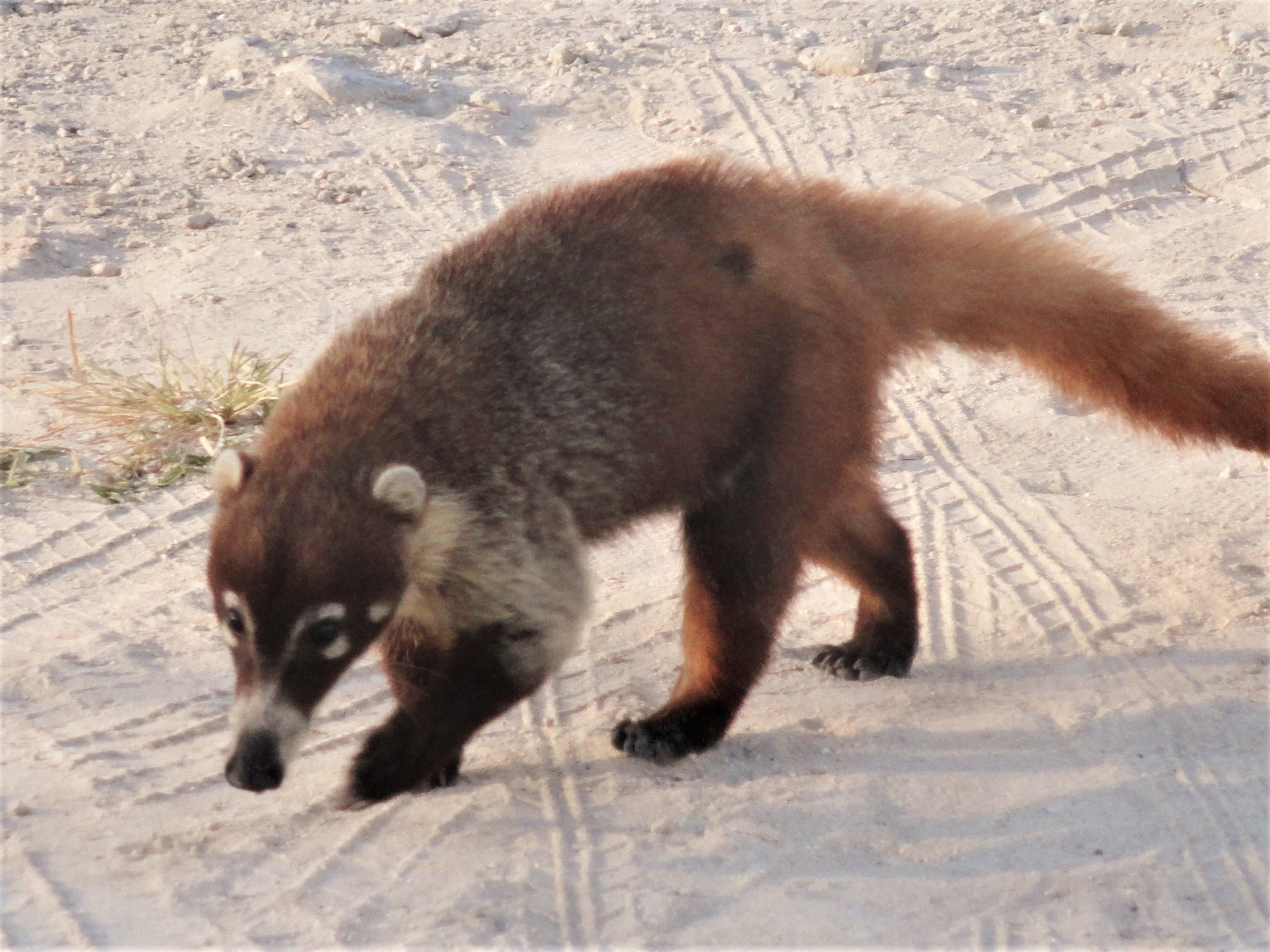 Cozumel Island Coati (Subspecies Nasua narica nelsoni) · iNaturalist