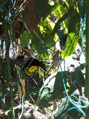 Troides helena cerberus