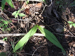 Bletia macristhmochila