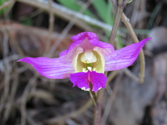 Bletia macristhmochila