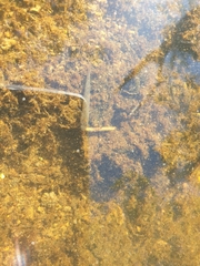 Hypseleotris galii