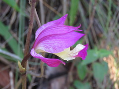 Bletia macristhmochila