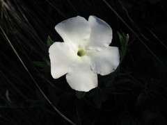 Mandevilla hypoleuca