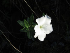 Mandevilla hypoleuca