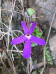 Pinguicula oblongiloba