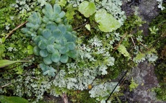 Echeveria amoena