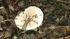 Amanita ochrophylla