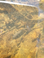 Hypseleotris galii