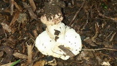 Amanita ochrophylla