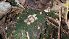 Geastrum minimum