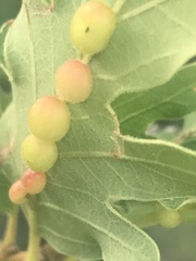 Xanthoteras eburneum