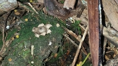 Geastrum minimum