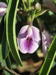 Clitoria triflora