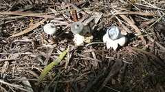 Geastrum pectinatum