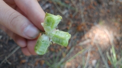 Lilieae