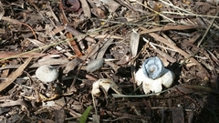 Geastrum pectinatum