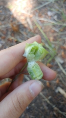 Lilieae