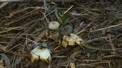 Geastrum pectinatum