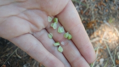 Lilieae
