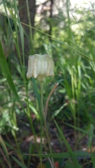 Lilieae