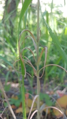 Lilieae