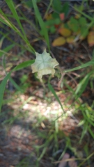 Lilieae
