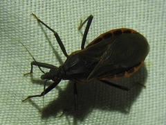 Triatoma rubida