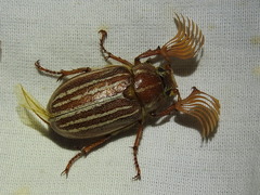 Polyphylla monahansensis