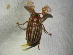 Polyphylla monahansensis