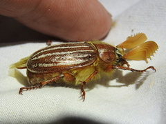 Polyphylla monahansensis