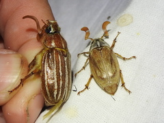 Polyphylla monahansensis