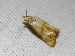 Platphalonidia felix
