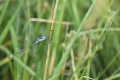 Lestes unguiculatus