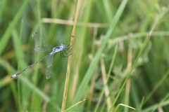 Lestes unguiculatus