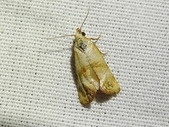Platphalonidia felix