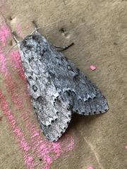 Acronicta americana