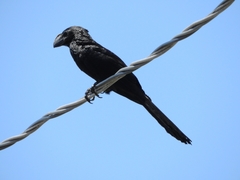 Crotophaga ani