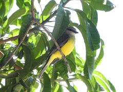 Tyrannus melancholicus